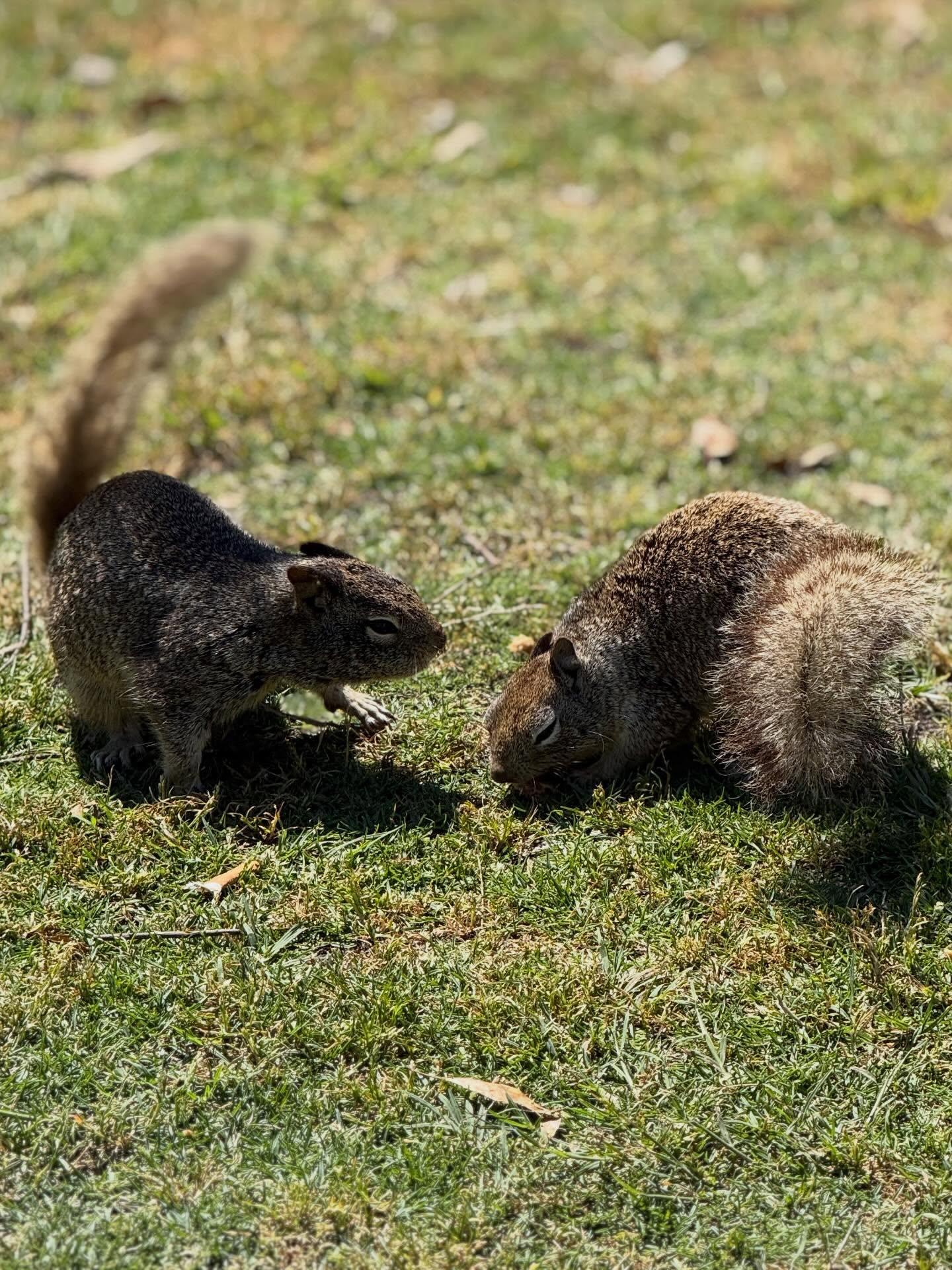 squirls 3